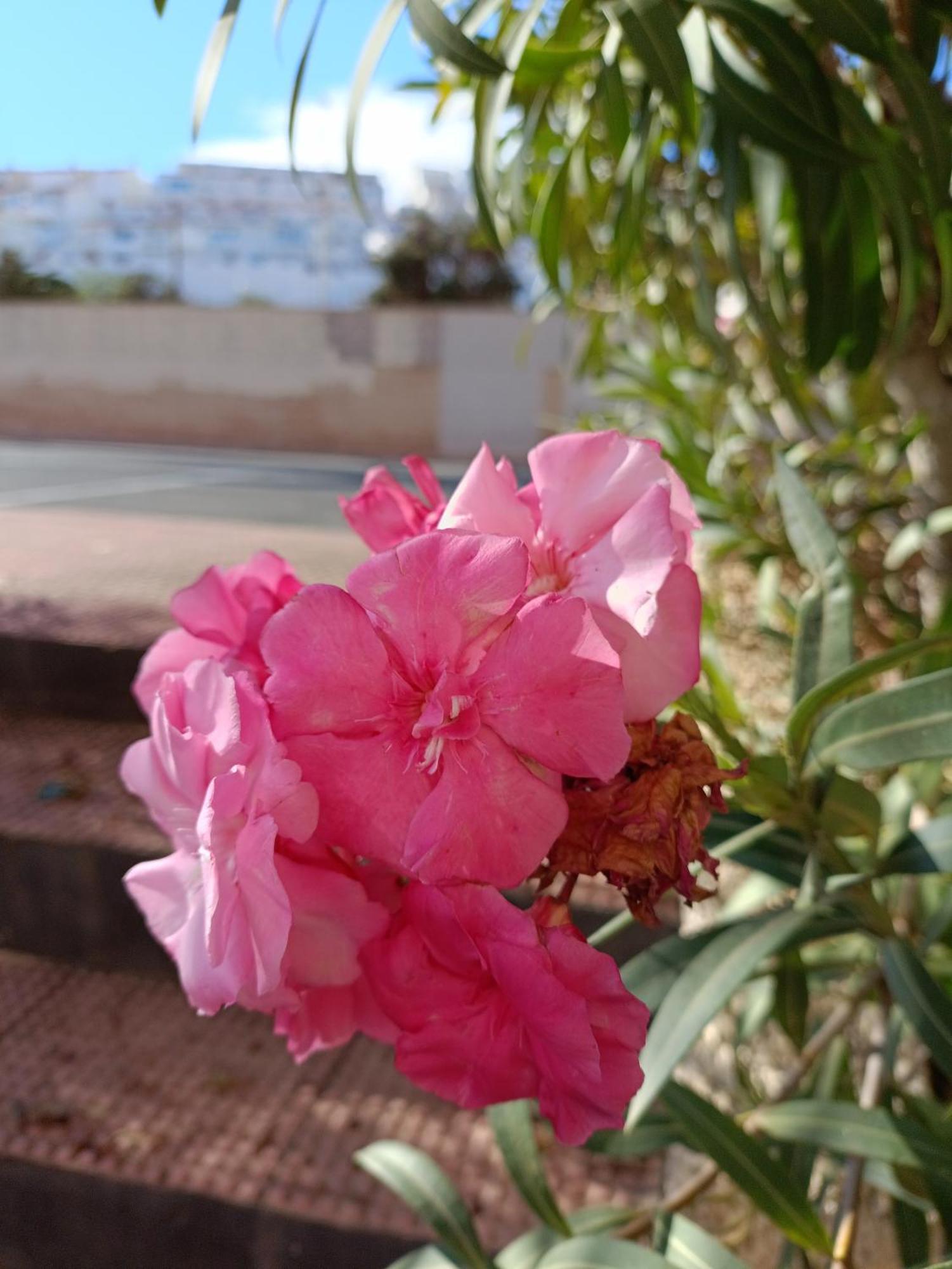 Apartamento Miramar Torrevieja Exterior photo