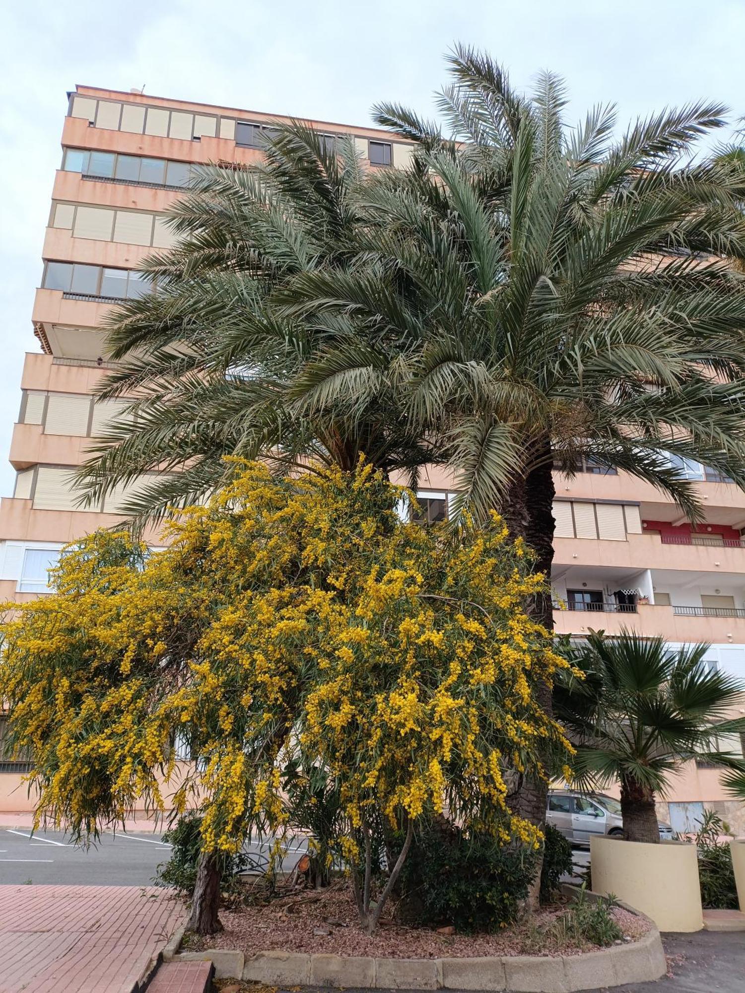 Apartamento Miramar Torrevieja Exterior photo